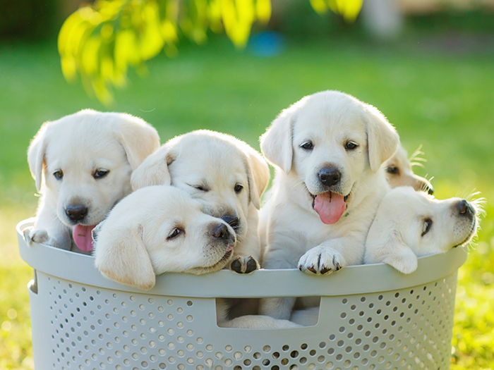 パピィ（～1歳）