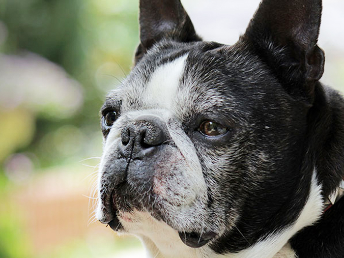 シニア犬（8歳～）