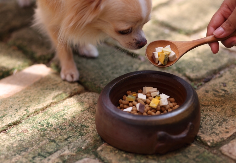 “食いつき”だけでフードを選んでいませんか？