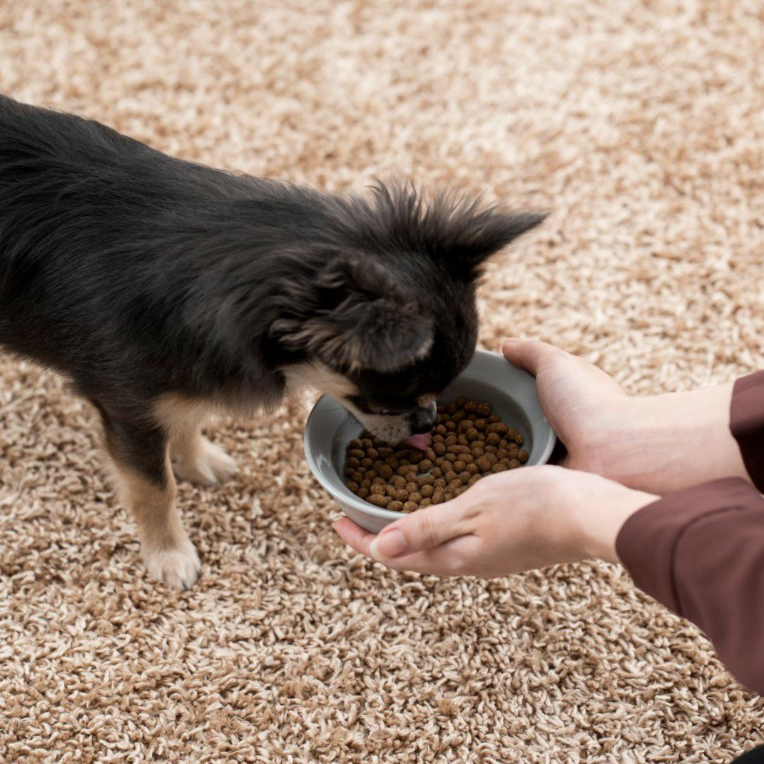 魚ごはん500g｜16種類の国産天然食材使用｜ドットわん公式