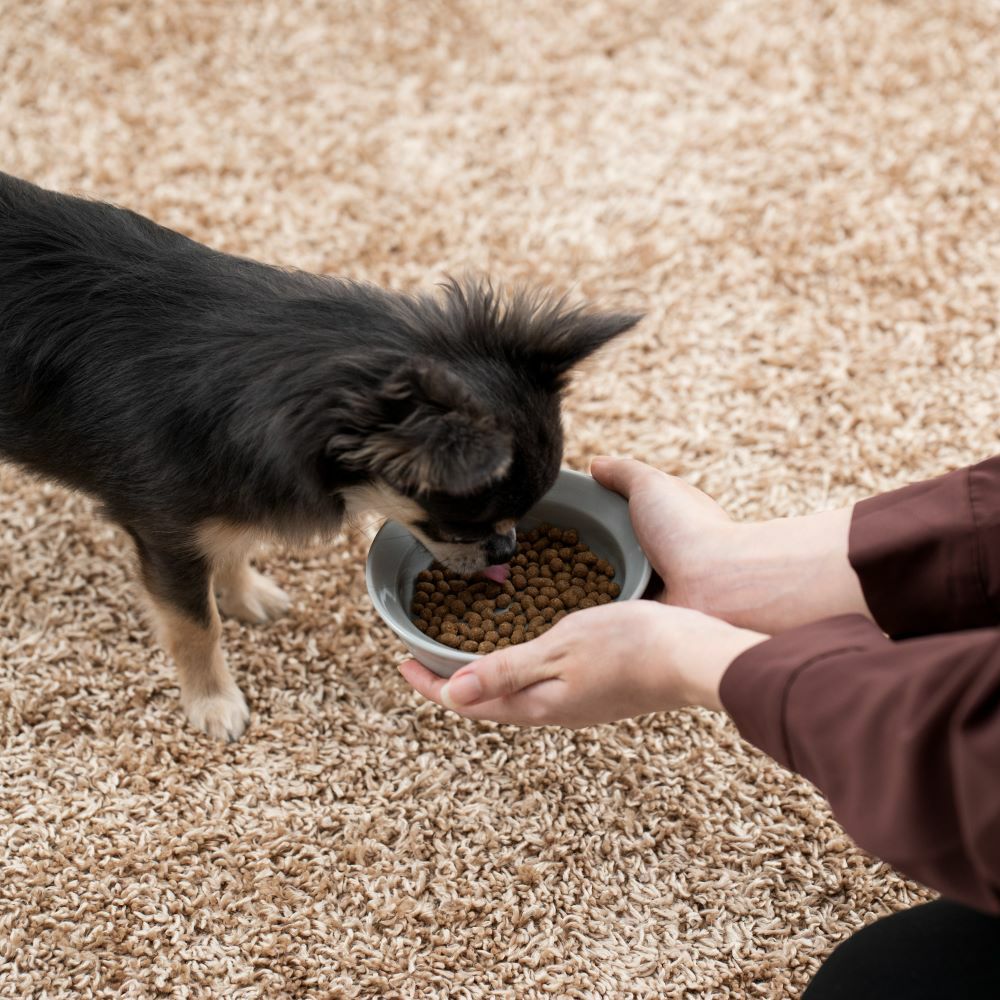 ドットわんの自然食ドッグフード｜4種セットでフードローテーションを